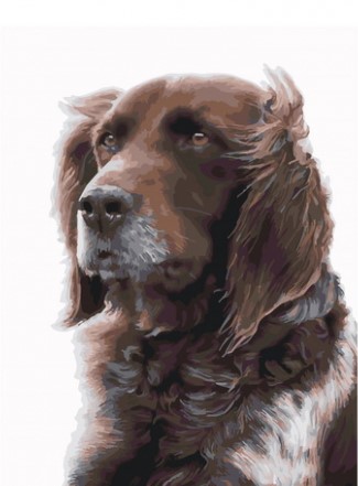 Картина по номерам с акриловыми красками 40*50 на подрамнике Собака каштановая NN, арт. GX25650