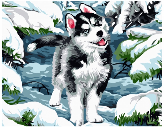 Картина по номерам с акриловыми красками без подрамника 40*50 NN Щенок хаски, арт. VA3459