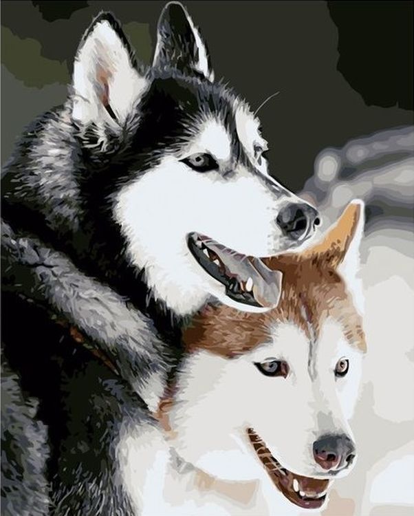 Картина по номерам с акриловыми красками без подрамника 40*50 NN Хаски  , арт. VA2375