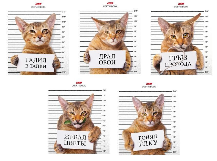 Тетрадь А5 48л клетка ХАТБЕР Кот-обормот ассорти, арт. 48Т5В1